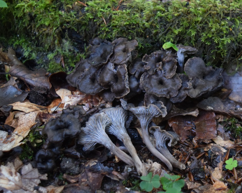 Cantharellus aurora