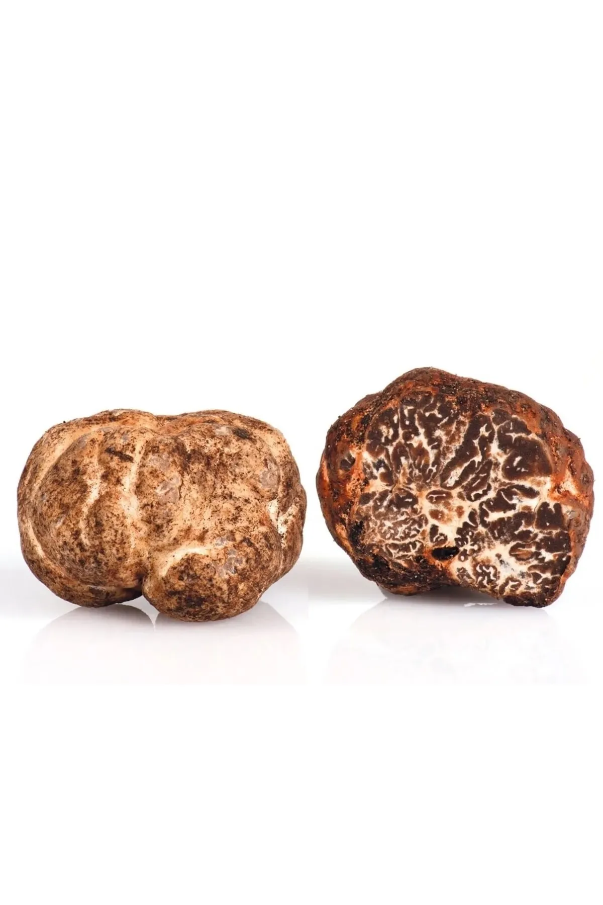 Tuber Borchii