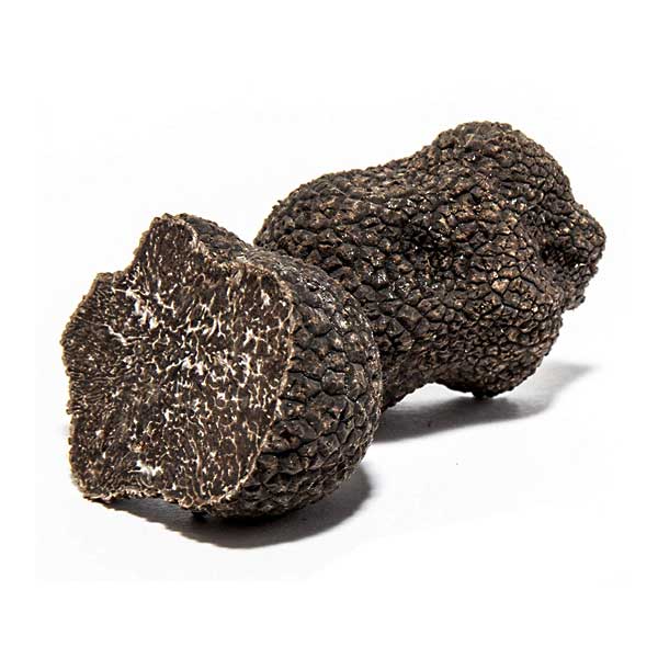 Tuber Melanosporum