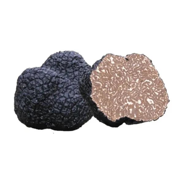 Tuber Mesentericum