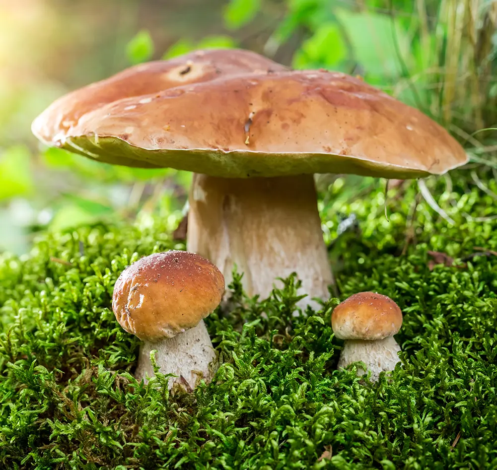 Boletus Edulis