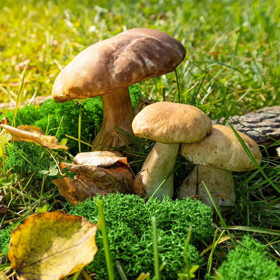 Porcini / Boletus / Cep