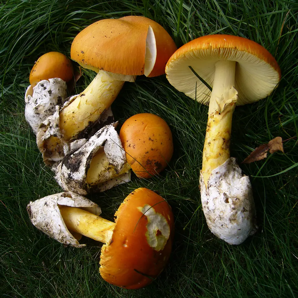 Amanita caesarea mushroom